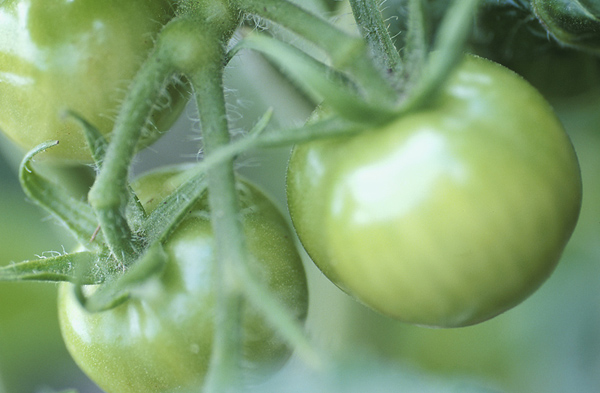 Green Tomato Relish